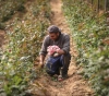 Rosemary farmers in the Gaza Strip feeding their goats because of corona