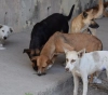 A youth initiative to save stray animals from the aftermath of the Corona crisis