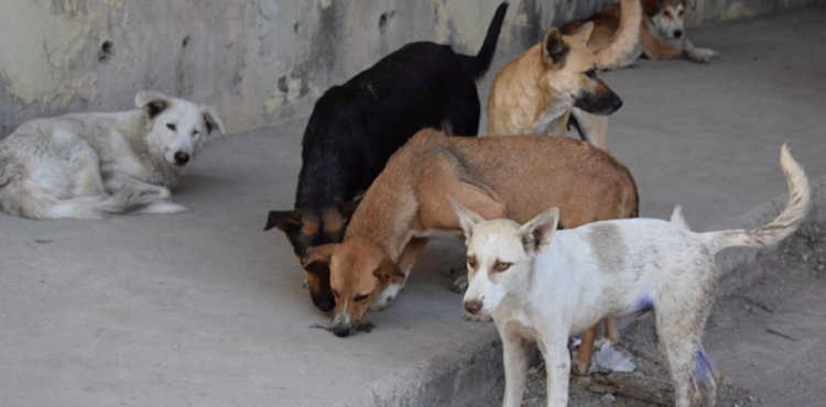 A youth initiative to save stray animals from the aftermath of the Corona crisis