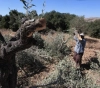 Settlers cut 33 olive trees in Al-Sawiya