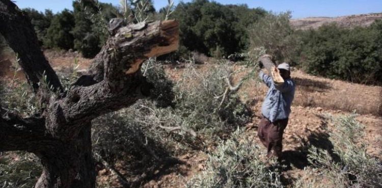 Settlers cut 33 olive trees in Al-Sawiya