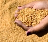 Russia suspends its grain exports until July 1