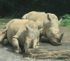 Indonesia: Animals in the gardens on the brink of starvation due to the Coronavirus