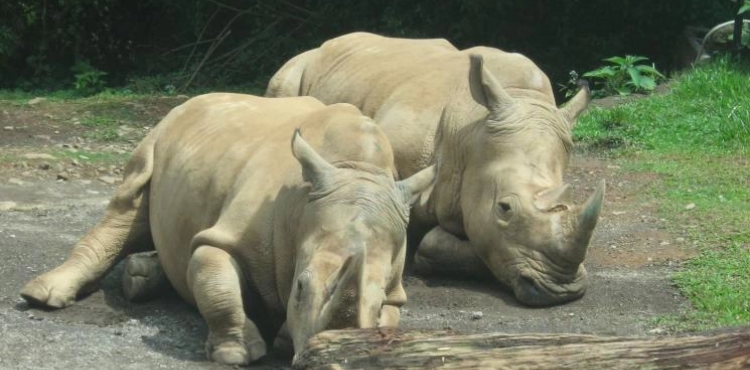 Indonesia: Animals in the gardens on the brink of starvation due to the Coronavirus
