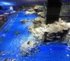 A Japanese aquarium invites the public to speak with its fish via video