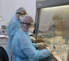 Gaza: 339 laboratory samples were examined without casualties