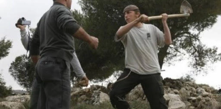 Settlers attack a citizen and steal his sheep, north of Nablus