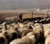 Northern Ghour: The occupation forces demolish cattle sheds and take over water lines