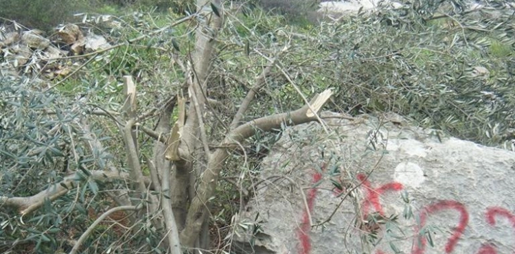 Settlers cut olive trees west of Bethlehem