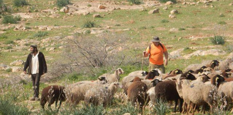 The livestock of the settlers is destroying the lands of the citizens and drawing new borders for settlement expansion
