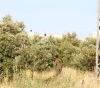 The occupation forces apply strict measures against the citizens in the vicinity of Tuqu &acute;
