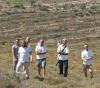 Settlers cut dozens of olive trees in Burin