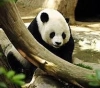 A giant Chinese panda fails to escape from a Danish zoo