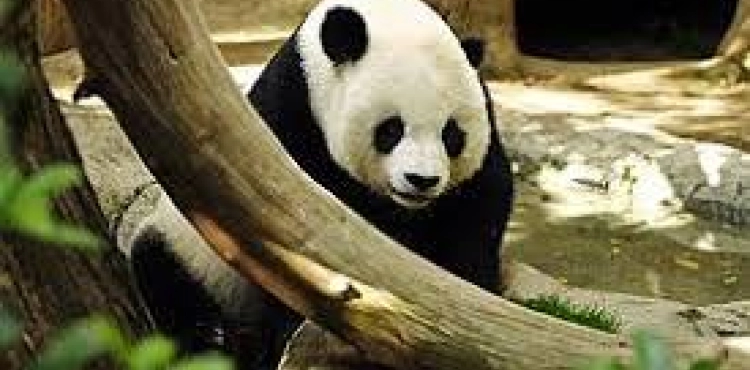 A giant Chinese panda fails to escape from a Danish zoo