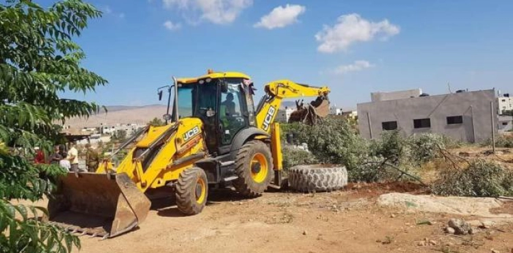The occupation uproots dozens of olive trees in Bardala in the Jordan Valley