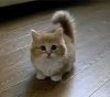 Cats prefer to stay at home.