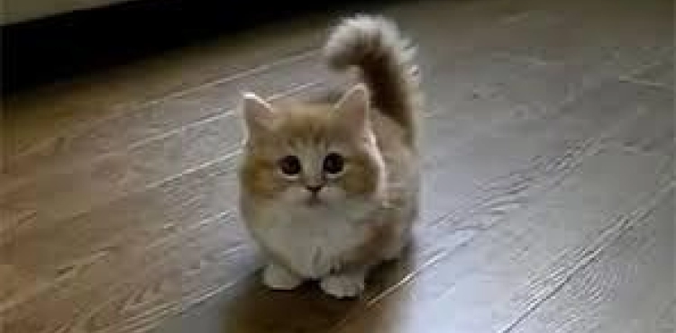 Cats prefer to stay at home.