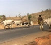 The Nigerian authorities provide two cows for each weapon returned to stop the bloody attacks