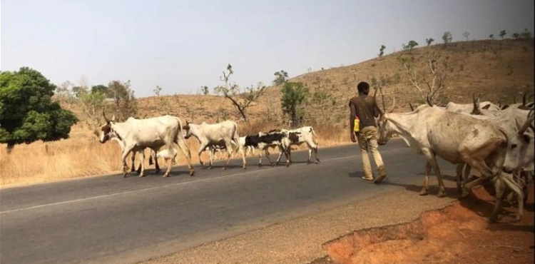 The Nigerian authorities provide two cows for each weapon returned to stop the bloody attacks