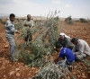 Settlers uproot 30 olive trees in Tarmasaya