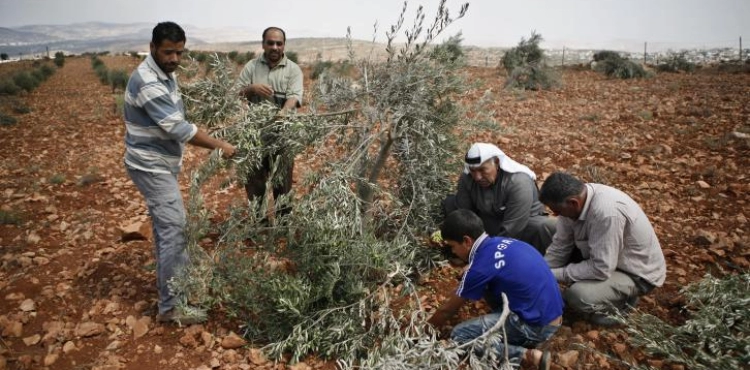 Settlers uproot 30 olive trees in Tarmasaya