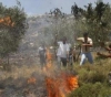 Settlers burn hundreds of olive trees south of Nablus