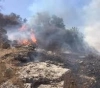 Settlers burn hundreds of trees south of Nablus