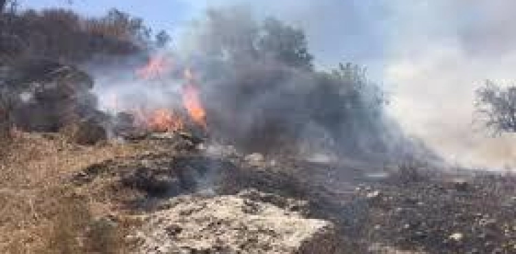 Settlers burn hundreds of trees south of Nablus