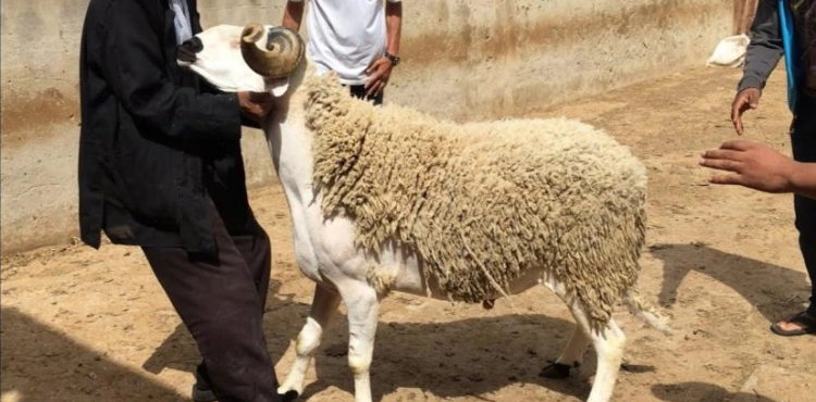 Corona crisis increases the economic recession in Gaza on the eve of Eid al-Adha