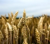 Saudi Arabia stops importing Canadian wheat