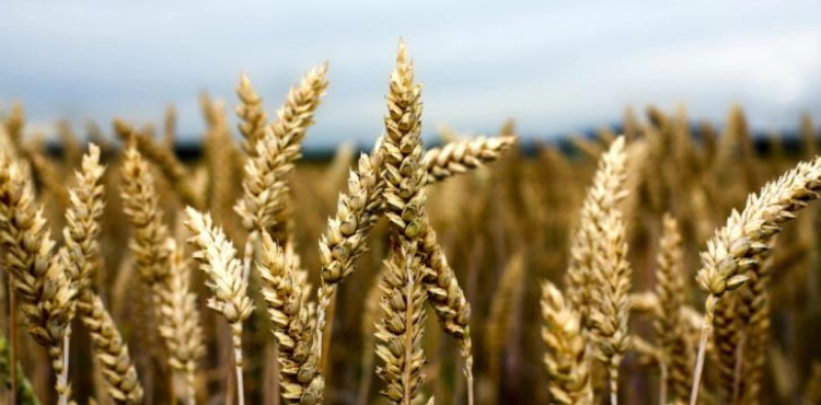 Saudi Arabia stops importing Canadian wheat