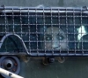 The occupation forces arrest a girl in Jenin