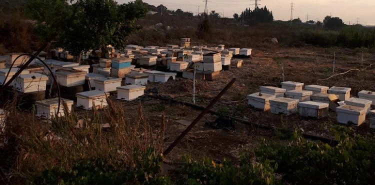 Qalqilya: Beehives have a share of tear gas
