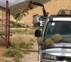 The occupation uproots 100 palm trees in Al-Jiftlik