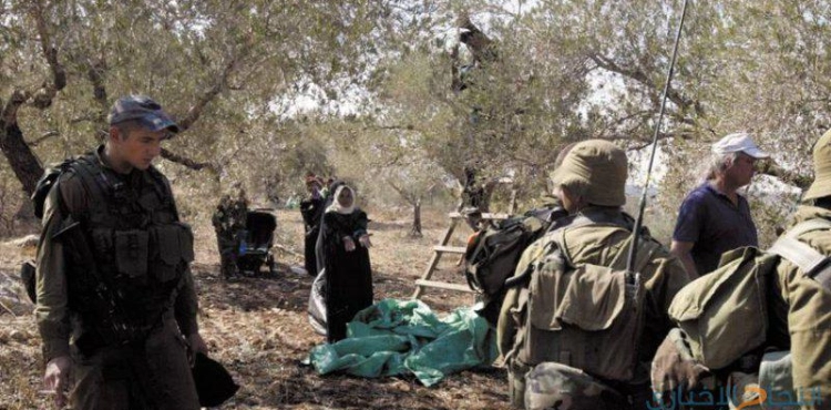 Settlers try to prevent olive picking south of Nablus