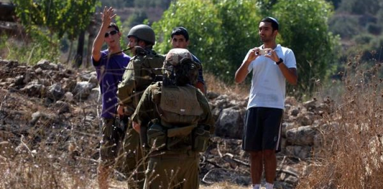 Settlers uproot olive seedlings in Asira Ash Shamaliyah, Nablus