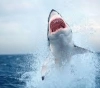 An Australian punches a shark to save his wife from her jaws