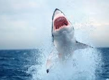 An Australian punches a shark to save his wife from her jaws