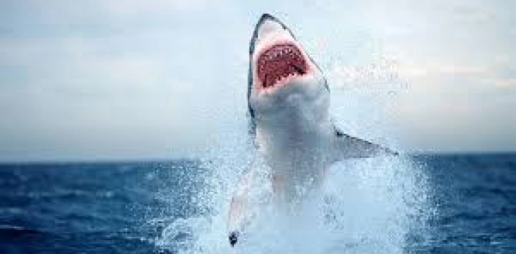 An Australian punches a shark to save his wife from her jaws