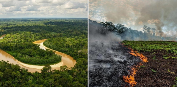 Fires &quot;poison the air&quot; in the Amazon