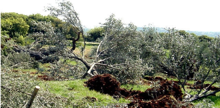 The occupation uproots 22 olive trees in Ras Karkar, west of Ramallah