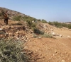 Clashes in Kafr Qaddum and uprooting of 200 olive trees in Bidya