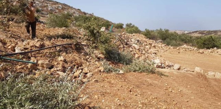 Clashes in Kafr Qaddum and uprooting of 200 olive trees in Bidya