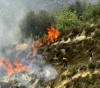Settlers burn dozens of olive trees south of Bethlehem
