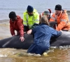 Saving 94 whales after mass stranding on the West Coast