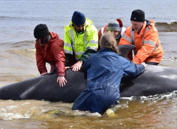 Saving 94 whales after mass stranding on the West Coast