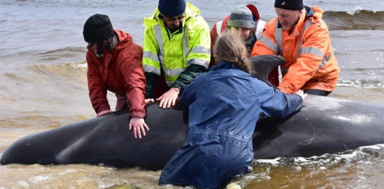 Saving 94 whales after mass stranding on the West Coast