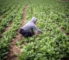 The repercussions of the Corona crisis are causing great losses for farmers in Gaza