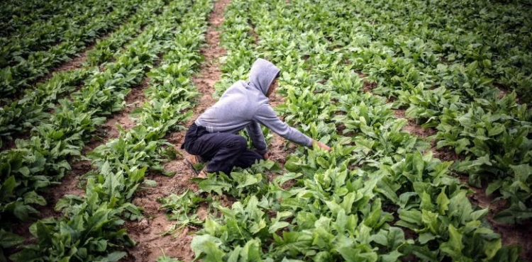 The repercussions of the Corona crisis are causing great losses for farmers in Gaza