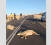 A settler runs over a herd of sheep, killing 10 of them, south of Hebron